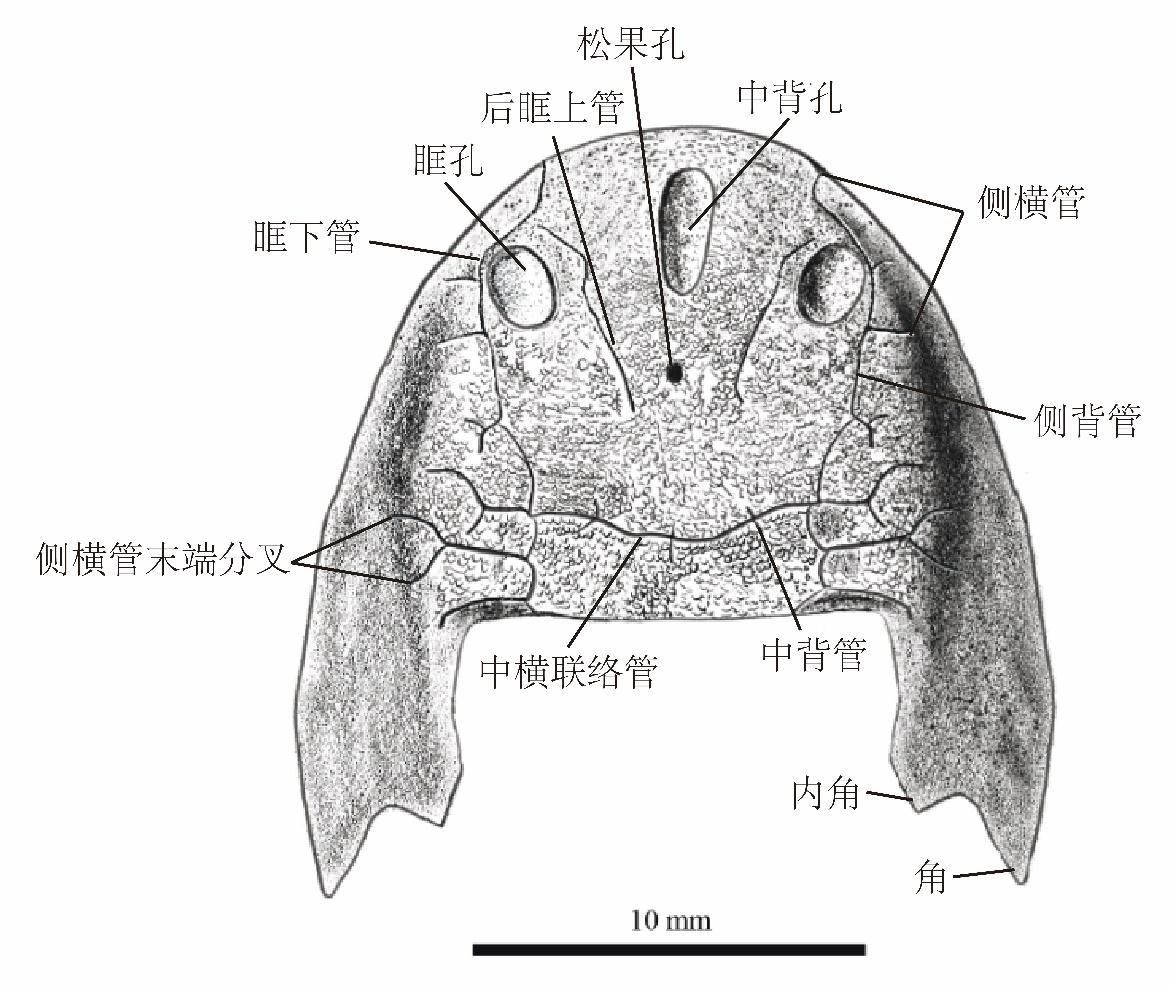 又一古鱼化石被发现 重庆，你还是太全面了！(图1)